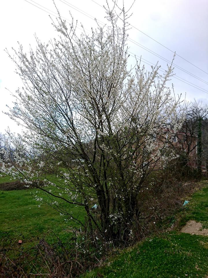 Çatalzeytin Arıca Köyü Resimleri 8