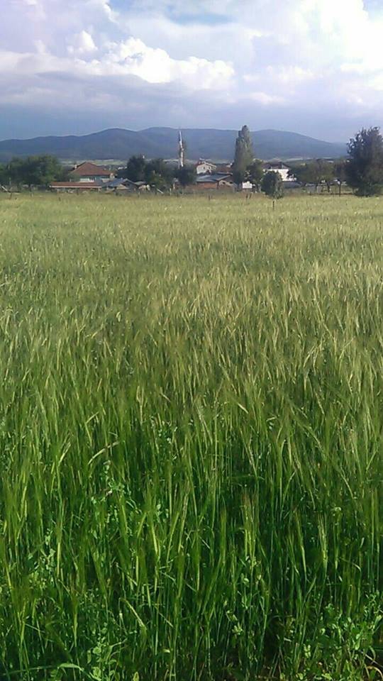 Daday Arabacılar Köyü Resimleri 3