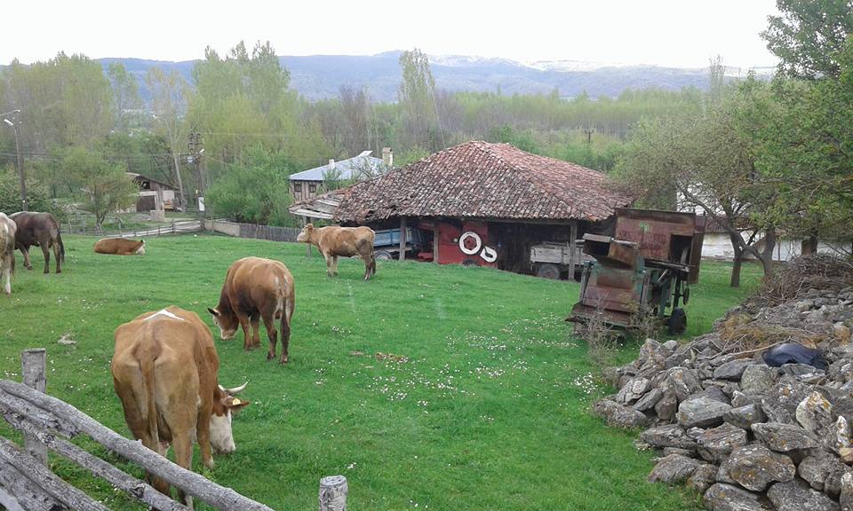 Daday Bağışlar Köyü Resimleri 12