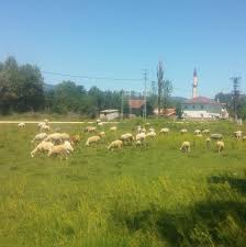 Daday Bayramlı Köyü Resimleri 2