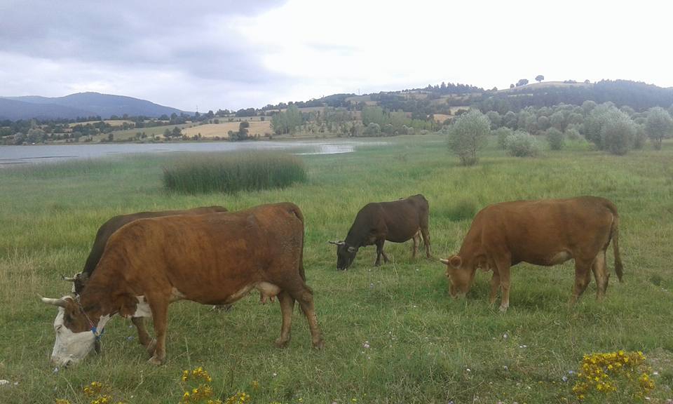 Daday Bezirgan Köyü Resimleri 8