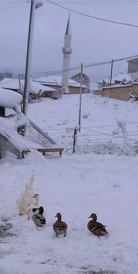 Devrekani Akçapınar Köyü Resimleri 6