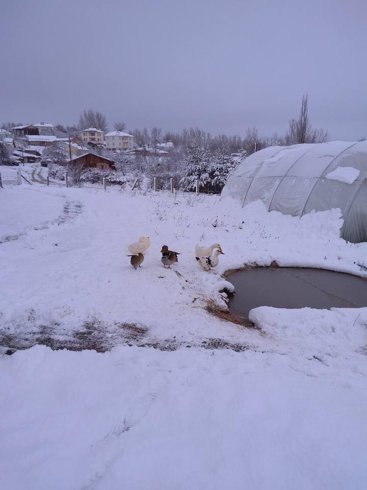 Devrekani Akçapınar Köyü Resimleri 7