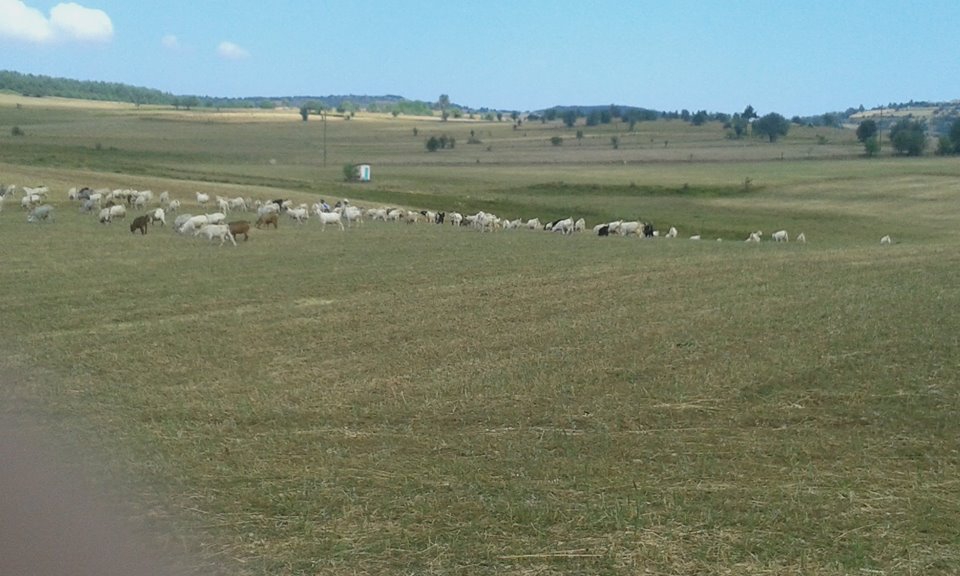 Devrekani Alaçay Köyü Resimleri 11