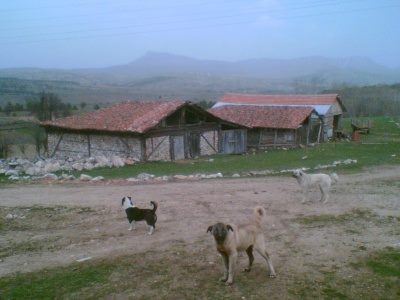 Devrekani Alaçay Köyü Resimleri 14