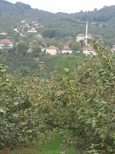 Gümüşova Ardıçdibi Köyü Resimleri 2