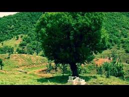 Nazımiye Turnayolu Köyü Resimleri 6