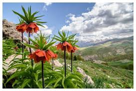 Ovacık Ağaçpınar Köyü Resimleri 1