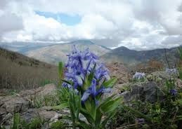 Ovacık Ağaçpınar Köyü Resimleri 5