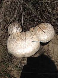 Ovacık Ağaçpınar Köyü Resimleri 7