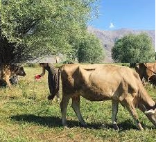 Ovacık Burnak  Köyü Resimleri 5