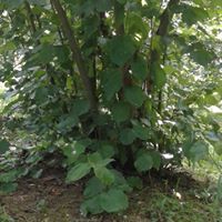 Gümüşova Pazarcık Köyü Resimleri 7