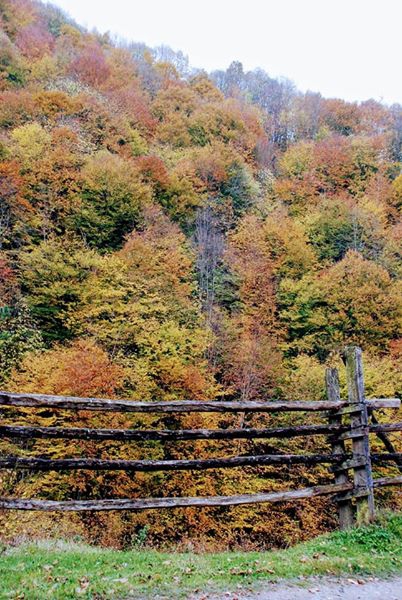 Kaynaşlı Saz Köyü Resimleri 5