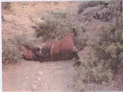 Ovacık Elgazi  Köyü Resimleri 1