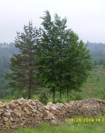 Kaynaşlı Çatalçam Köyü Resimleri 1