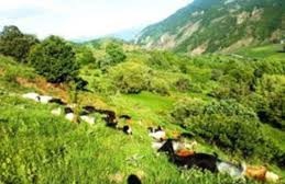 Ovacık Gözeler Köyü Resimleri 10