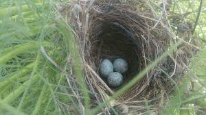 Ovacık Gözeler Köyü Resimleri 12