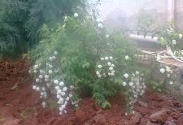 Ovacık Isıtma Köyü Resimleri 7