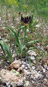 Ovacık Koyungölü  Köyü Resimleri 2