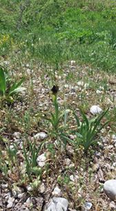 Ovacık Koyungölü  Köyü Resimleri 3