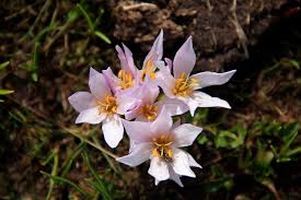 Ovacık Köseler Köyü Resimleri 3