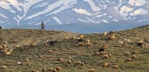 Ovacık Mollaaliler  Köyü Resimleri 3