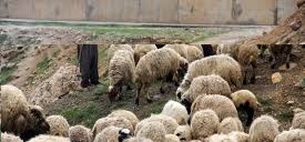 Ovacık Mollaaliler  Köyü Resimleri 6