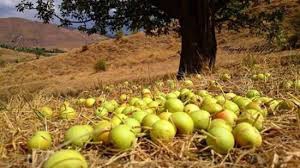 Ovacık Otlubahçe Köyü Resimleri 6