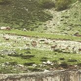 Ovacık Tatuşağı Köyü Resimleri 4