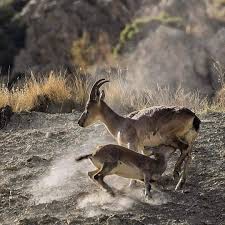 Ovacık Topuzlu Köyü Resimleri 1