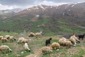 Ovacık Yazıören Köyü Resimleri 6