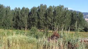 Ovacık Yeşilyazı  Köyü Resimleri 13