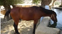 Pertek Bakırlı Köyü Resimleri 11