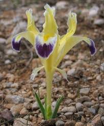 Pülümür Dereköy Köyü Resimleri 6