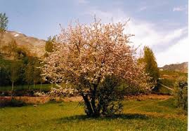 Pülümür Efeağılı Köyü Resimleri 3