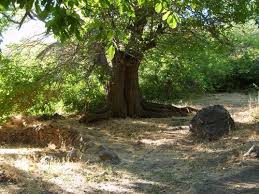 Ağın Bakladamlar Köyü Resimleri 3