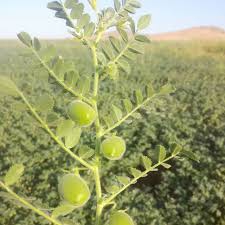 Pülümür Nohutlu Köyü Resimleri 2