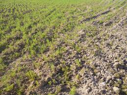 Pülümür Nohutlu Köyü Resimleri 3