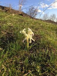 Ağın Esenlik Köyü Resimleri 7