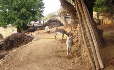 Ağın Halkalı Köyü Resimleri 5