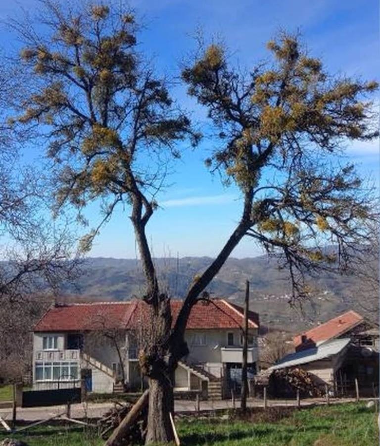 Yığılca Gökçeağaç Köyü Resimleri 2