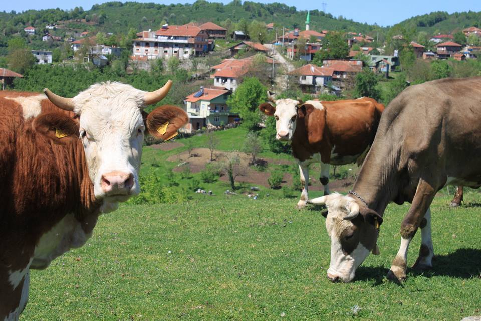 Yığılca Yeniyer Köyü Resimleri 1