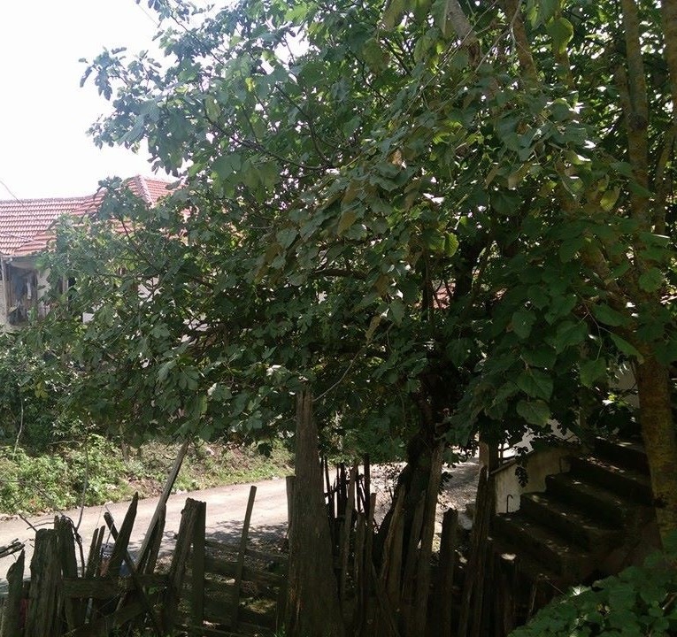 Yığılca Yeniyer Köyü Resimleri 2