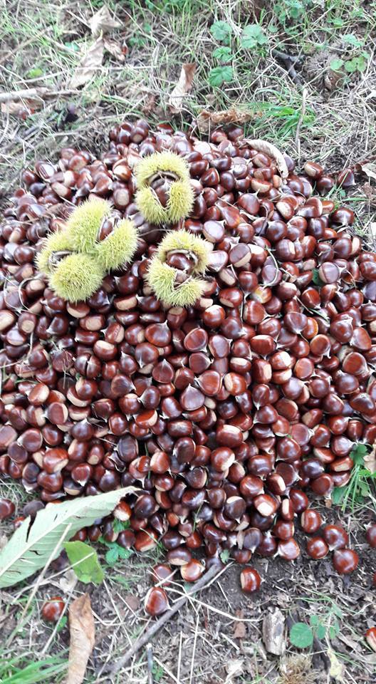 Yığılca Yeniyer Köyü Resimleri 4