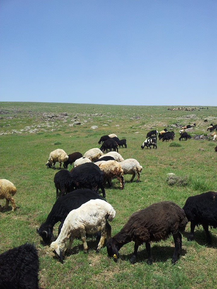 Düzce Altınpınar Köyü Resimleri 3