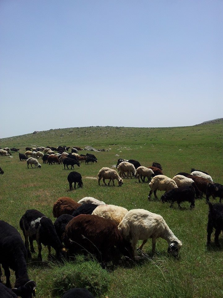 Düzce Altınpınar Köyü Resimleri 4