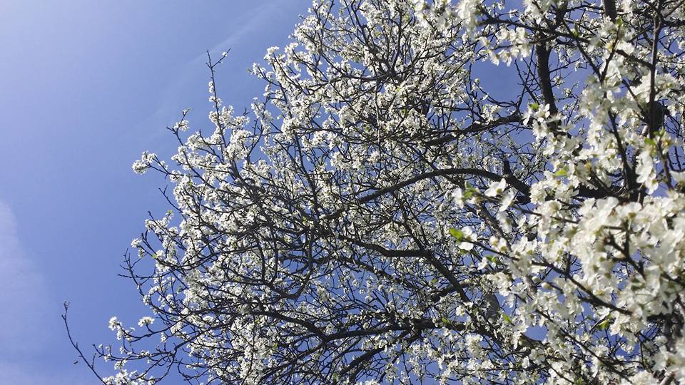 Düzce Aynalı Köyü Resimleri 5