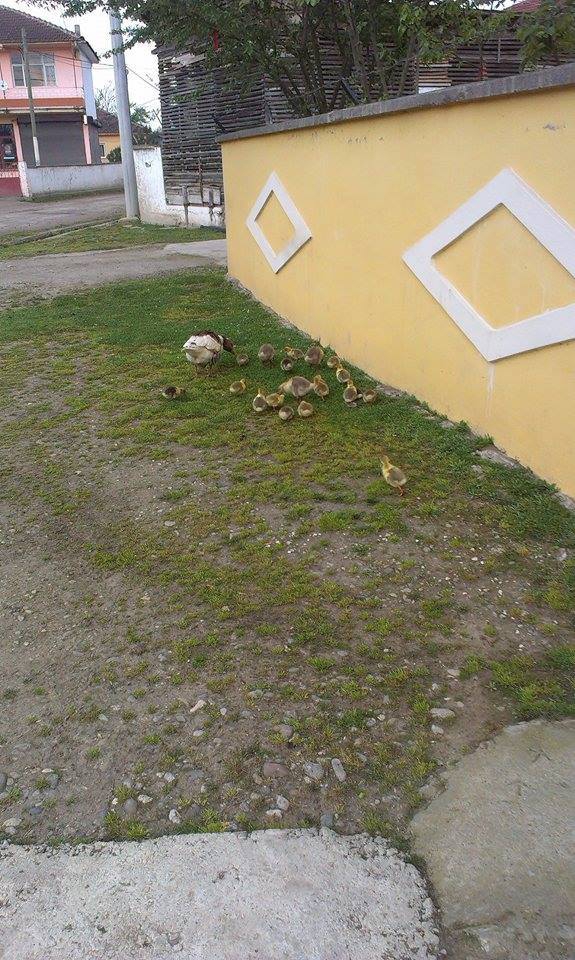 Düzce Bahçeköy Köyü Resimleri 3