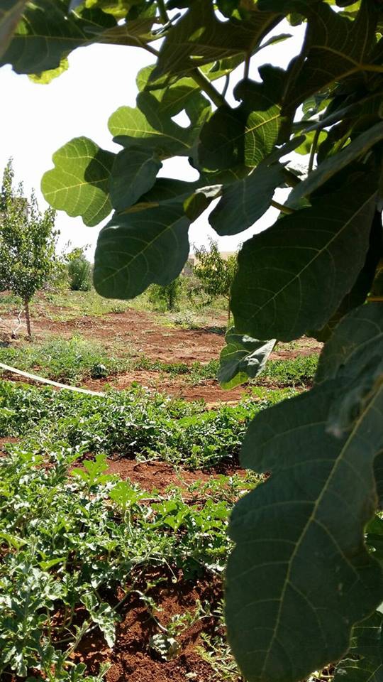 Düzce Ballıca Köyü Resimleri 1