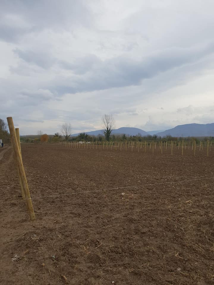 Düzce Bataklıçiftlik Köyü Resimleri 1